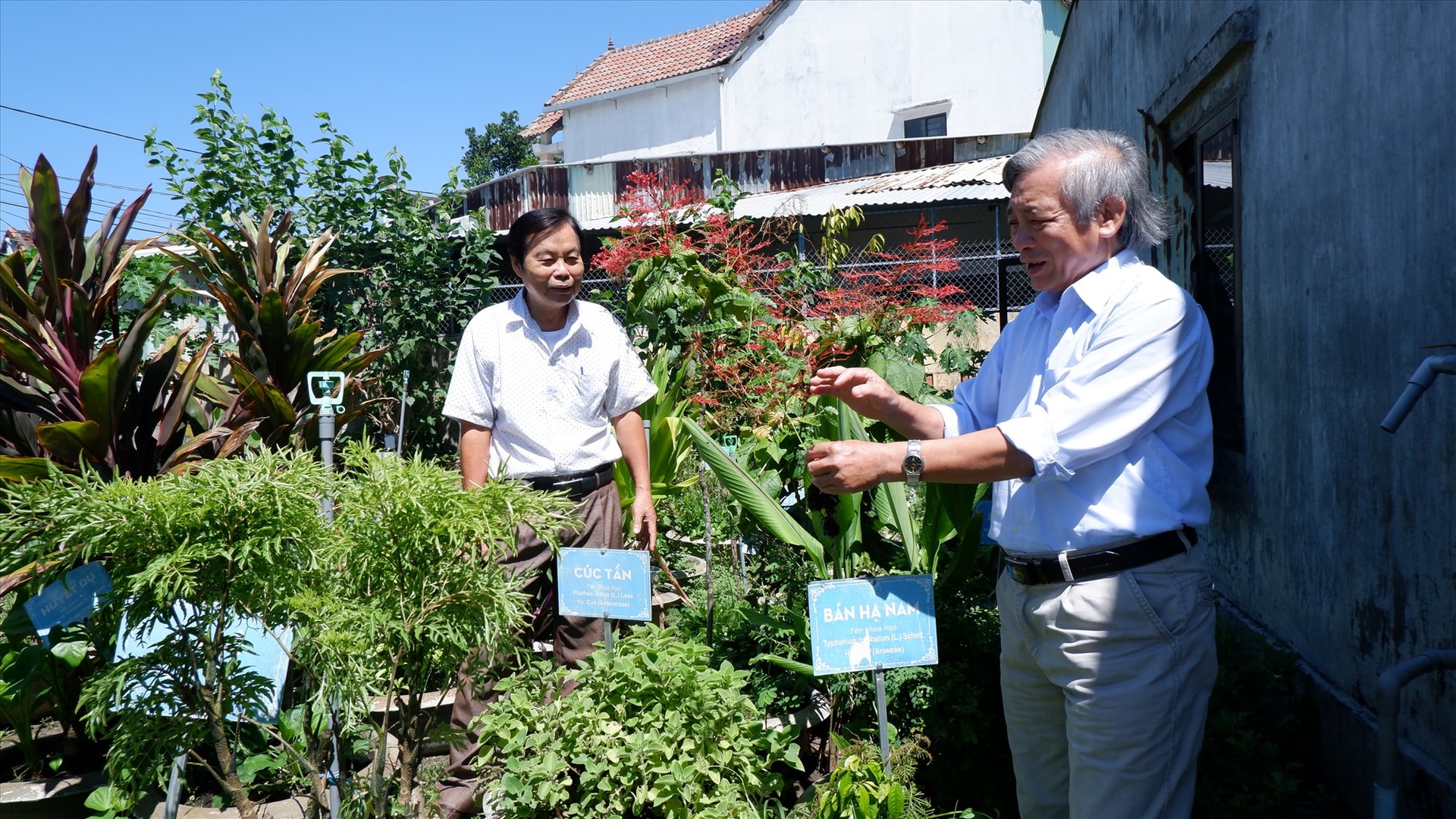 Phát triển cây dược liệu trong đề án “Thuốc tại chỗ và thuốc thay thế” là một trong những hoạt động mang lại nhiều hiệu quả ở Hội Đông y tỉnh. Ảnh: X.H