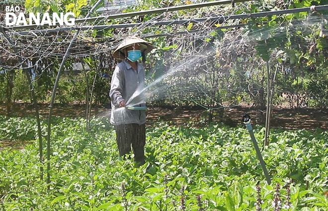 Nông dân tại vùng rau an toàn Túy Loan, xã Hòa Phong đã trở lại canh tác sản xuất. Ảnh: VĂN HOÀNG