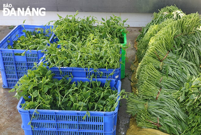 Các loại rau được thu hoạch và gieo trồng chủ yếu trong mùa này gồm: rau muống, mồng tơi, rau dền, mướp... Ảnh: VĂN HOÀNG