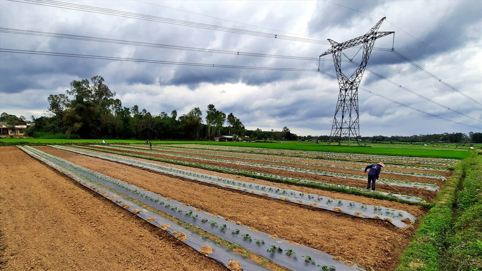 Nông nghiệp công nghệ cao là một mũi nhọn kinh tế của Phú Ninh. Ảnh: Đ.C