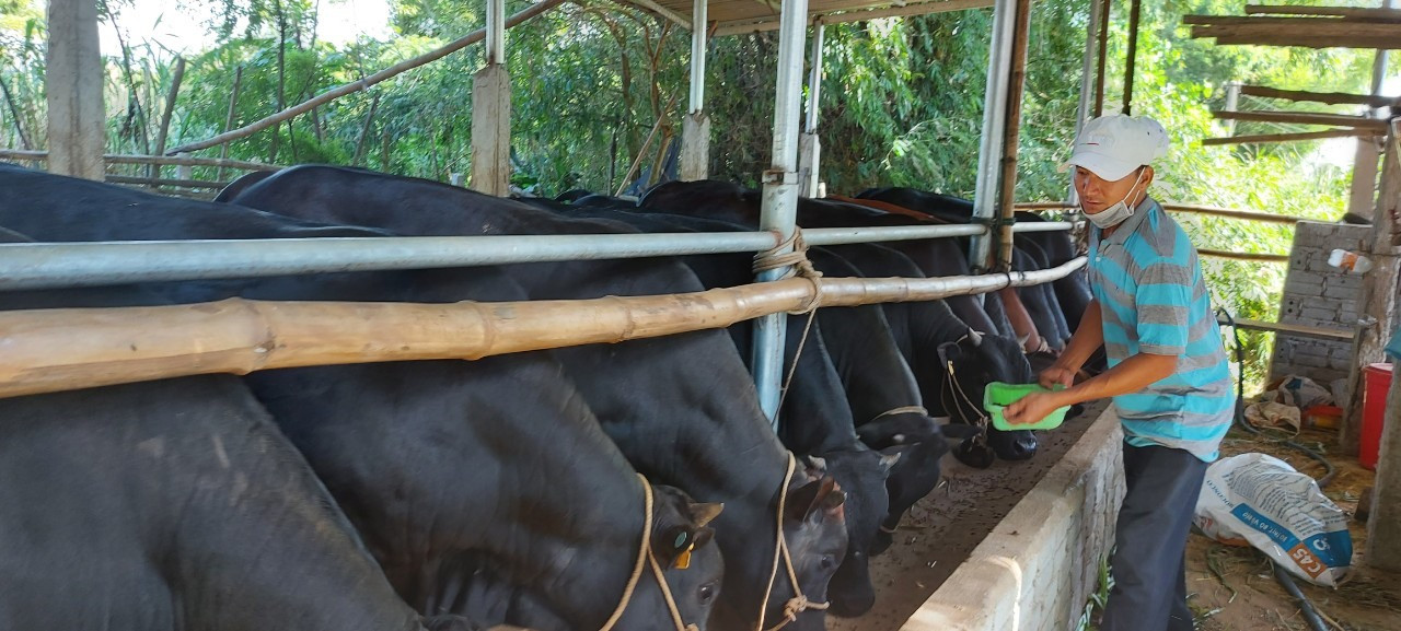 Được trợ sức từ nguồn Quỹ HTND nhiều hộ nông dân đầu tư nuôi bò mang lại hiệu quả kinh tế cao.