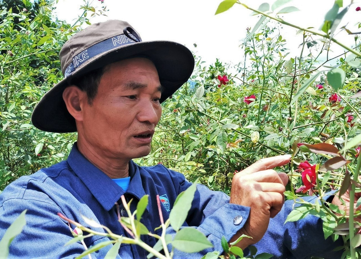 Mr. Pham Quoc Phong in his ancient rose garden