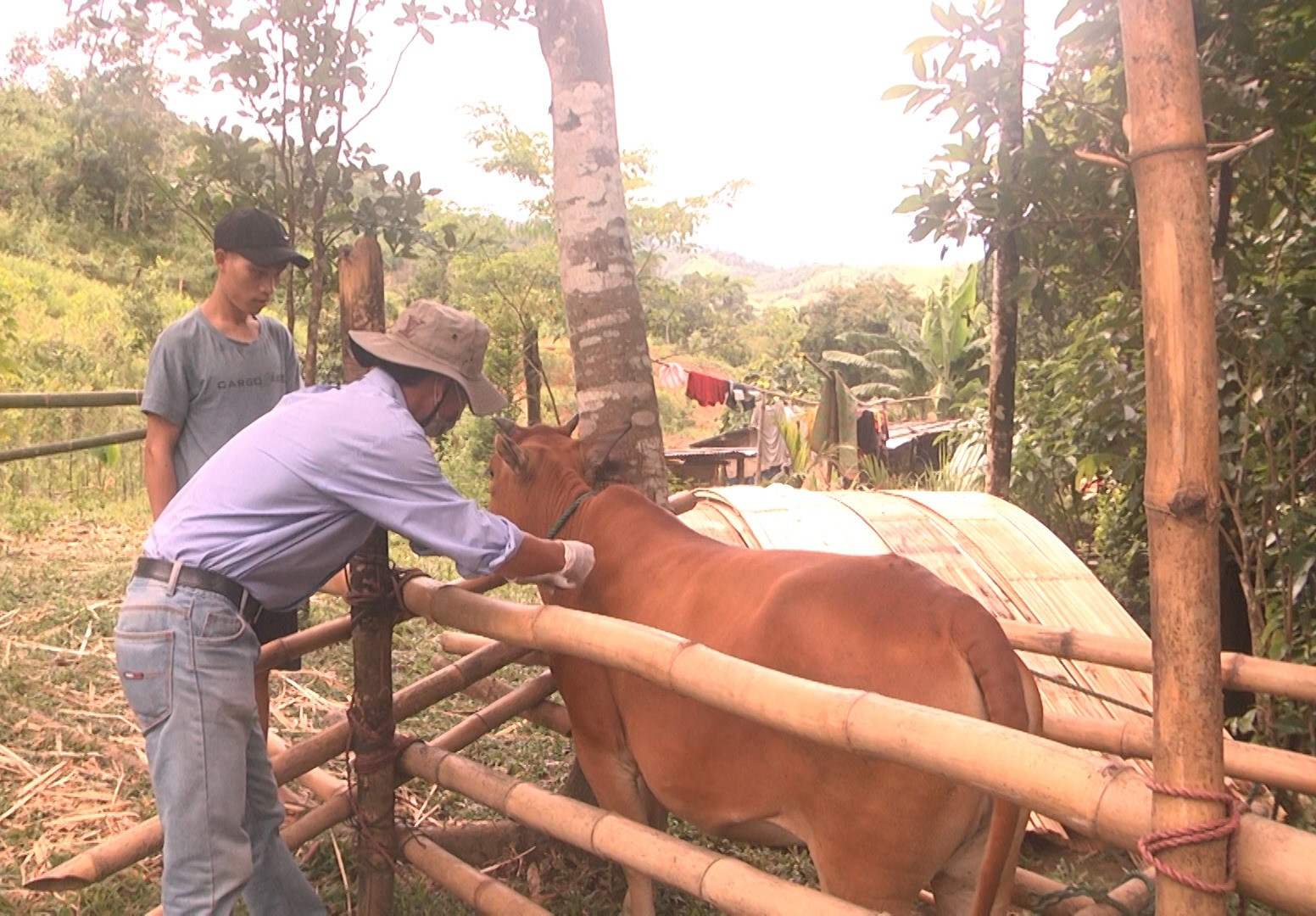 Cán bộ thú y huyện Nam Trà My tiêm vắc xin viêm da nổi cục cho đàn bò. Ảnh: T.M