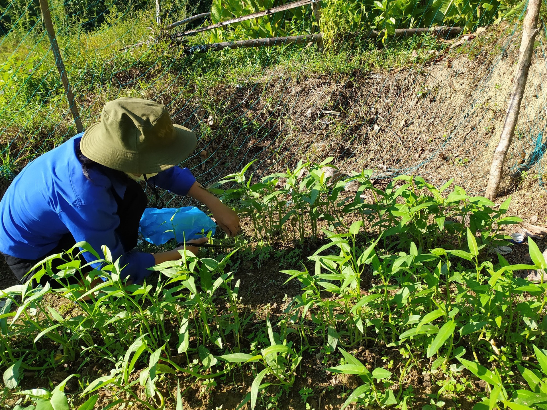 Đoàn viên thanh niên xã Tiên Châu tích cực tham gia chăm sóc, thu hoạch rau xanh hỗ trợ khu cách ly mỗi ngày. Ảnh: NGUYỄN QUỲNH