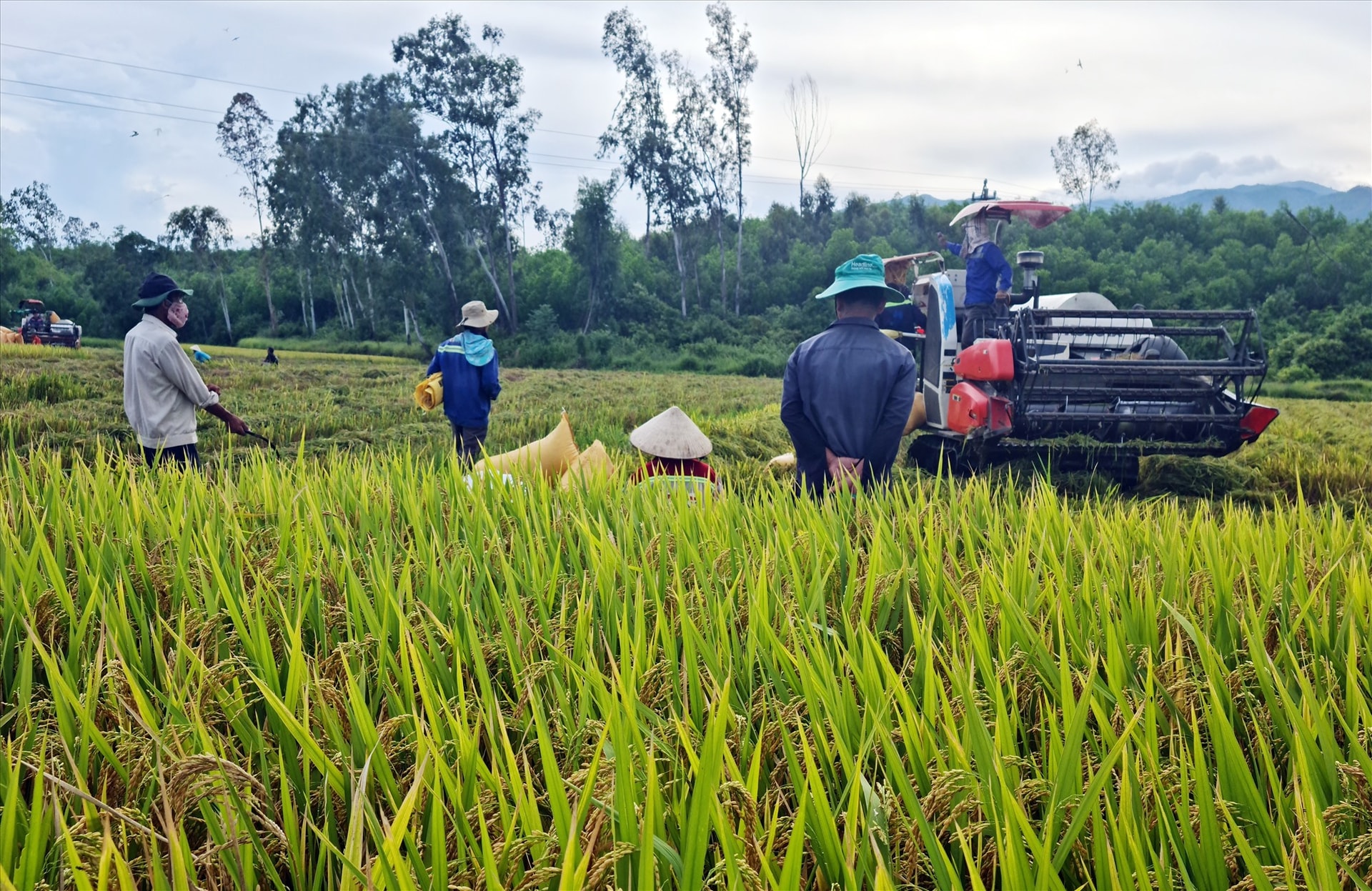 Niềm vui lúa chín trĩu bông trên cánh đồng An Lợi Tây, xã Đại Nghĩa, Đại Lộc. Ảnh: H.L