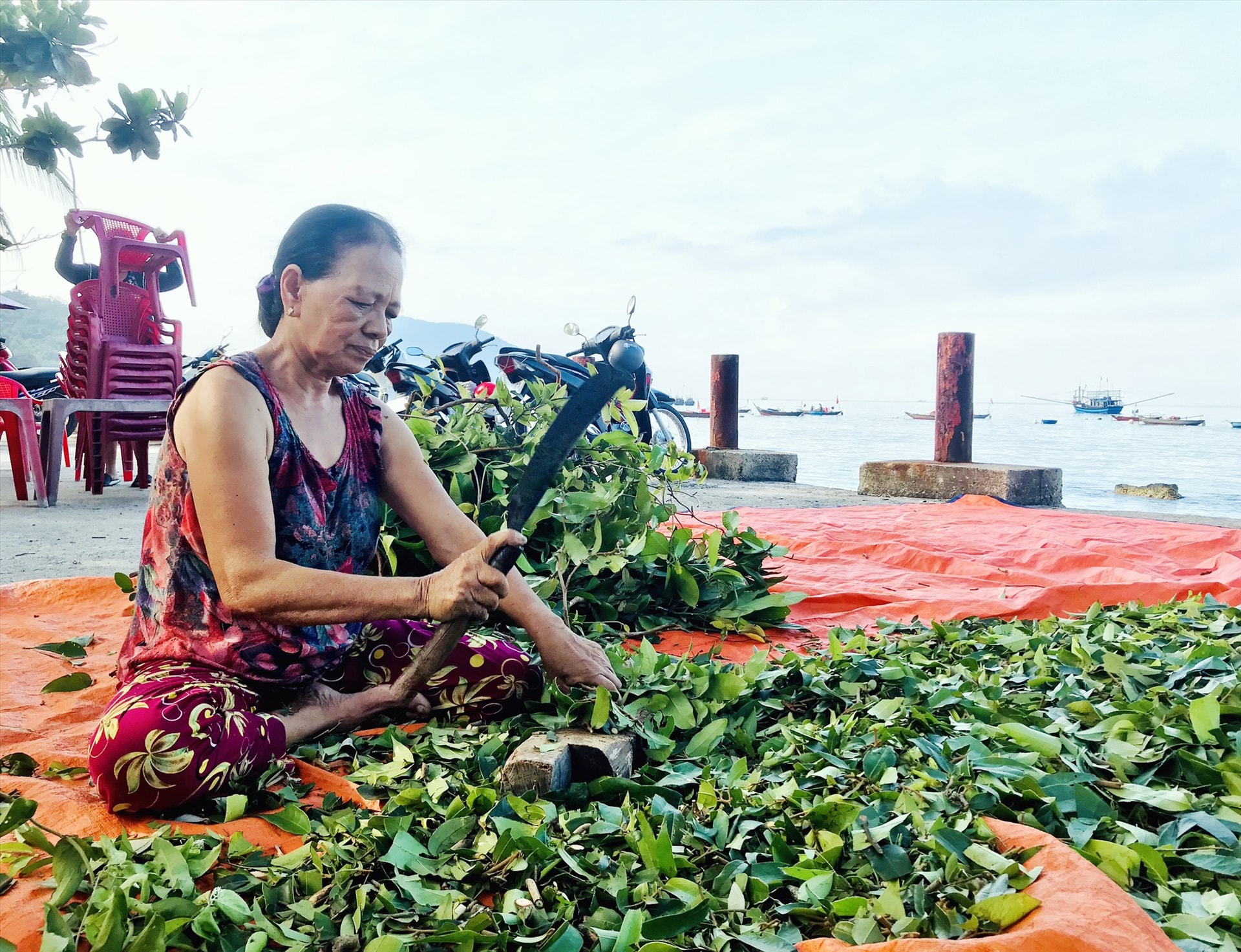 Việc khai thác lá rừng, dược liệu giúp cải thiện sinh kế người dân trên đảo. Ảnh: Q.T