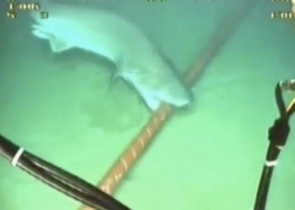“Cá mập cắn cáp” từng là nguyên nhân gây được cộng đồng mạng Việt Nam đồn thổi. Ảnh: slate.com