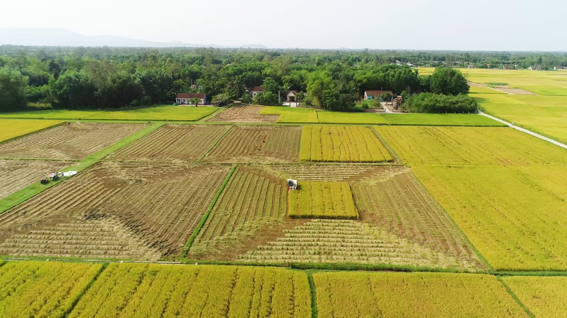 Tích tụ tập trung ruộng đất giúp các HTX thuận lợi liên kết với công ty để sản xuất lúa giống, đem lại hiệu quả kinh tế cao hơn. Ảnh: M.T