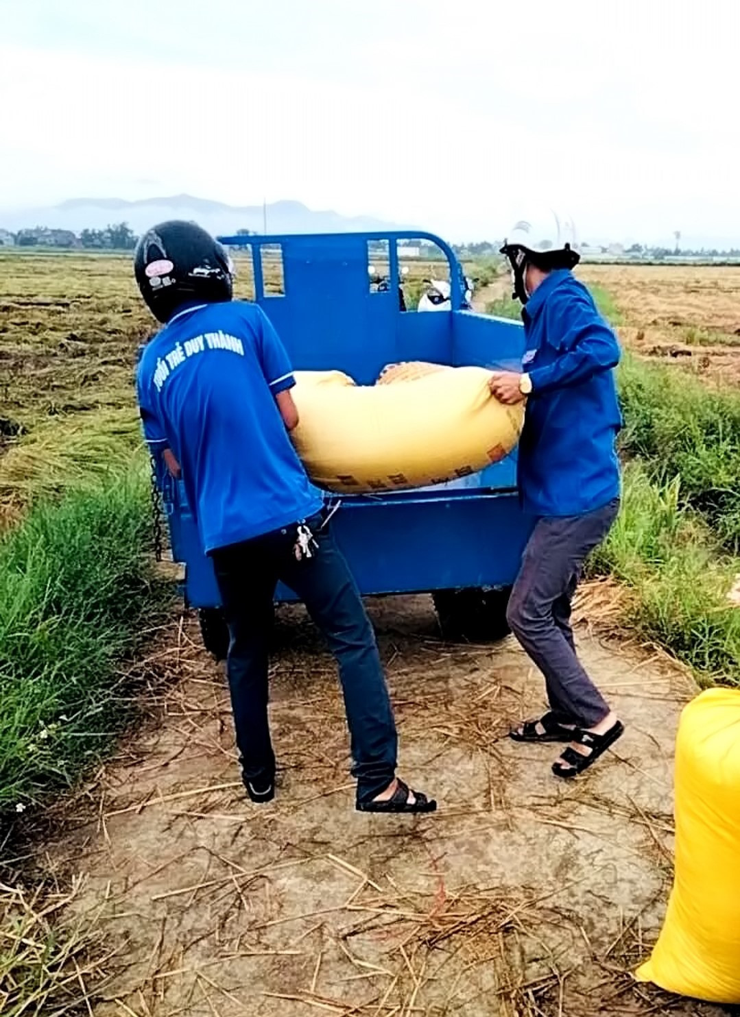 Sau khi thu hoạch, đoàn viên thanh niên xã Duy Thành giúp dân đổ lúa vào bao, chất lên xe.     Ảnh: T.L