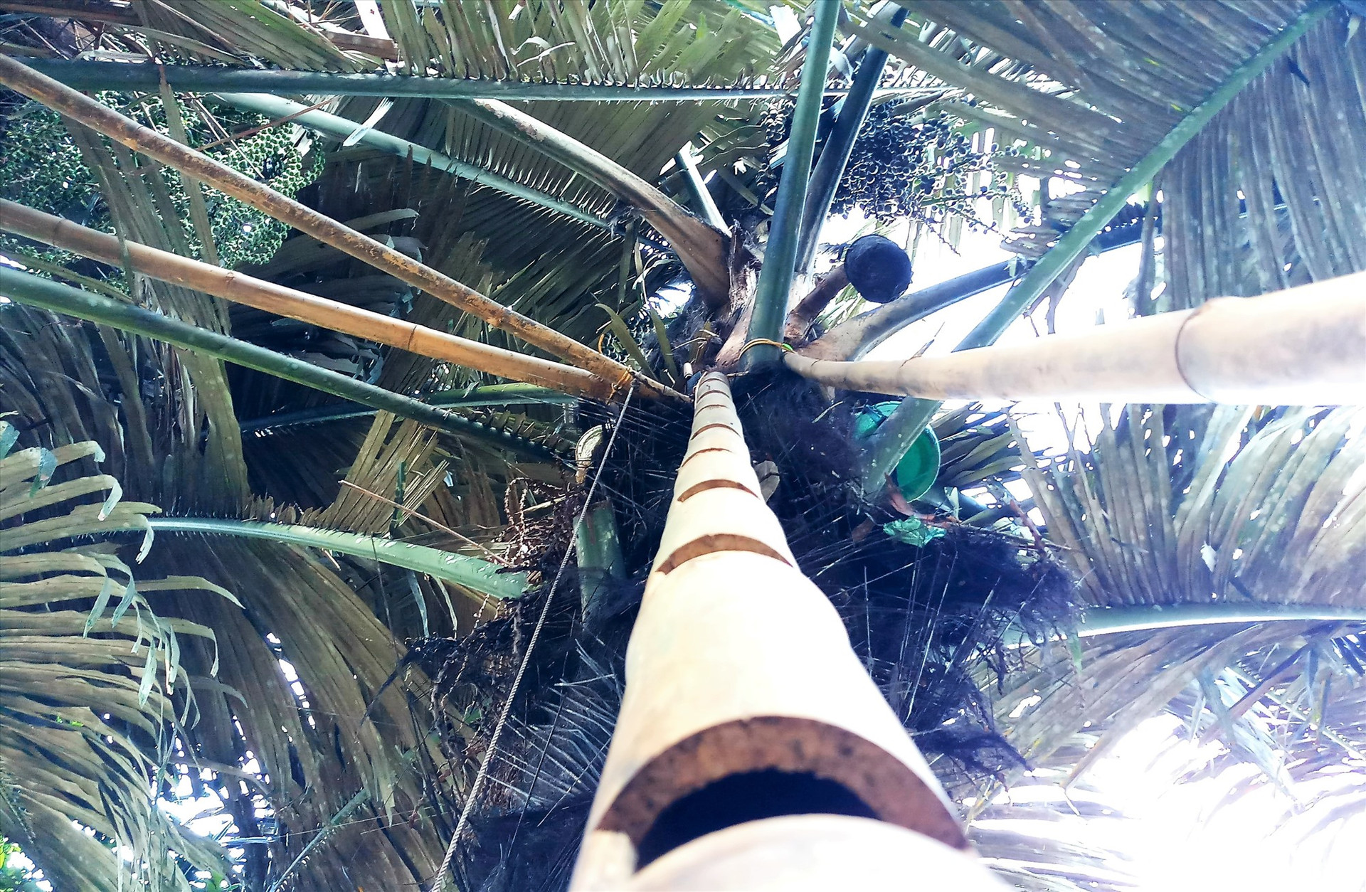 Trên những chùm cây tà vạc, người vùng cao thường đặt chiếc thang để leo khai thác “rượu trời”. Ảnh: Đ.N