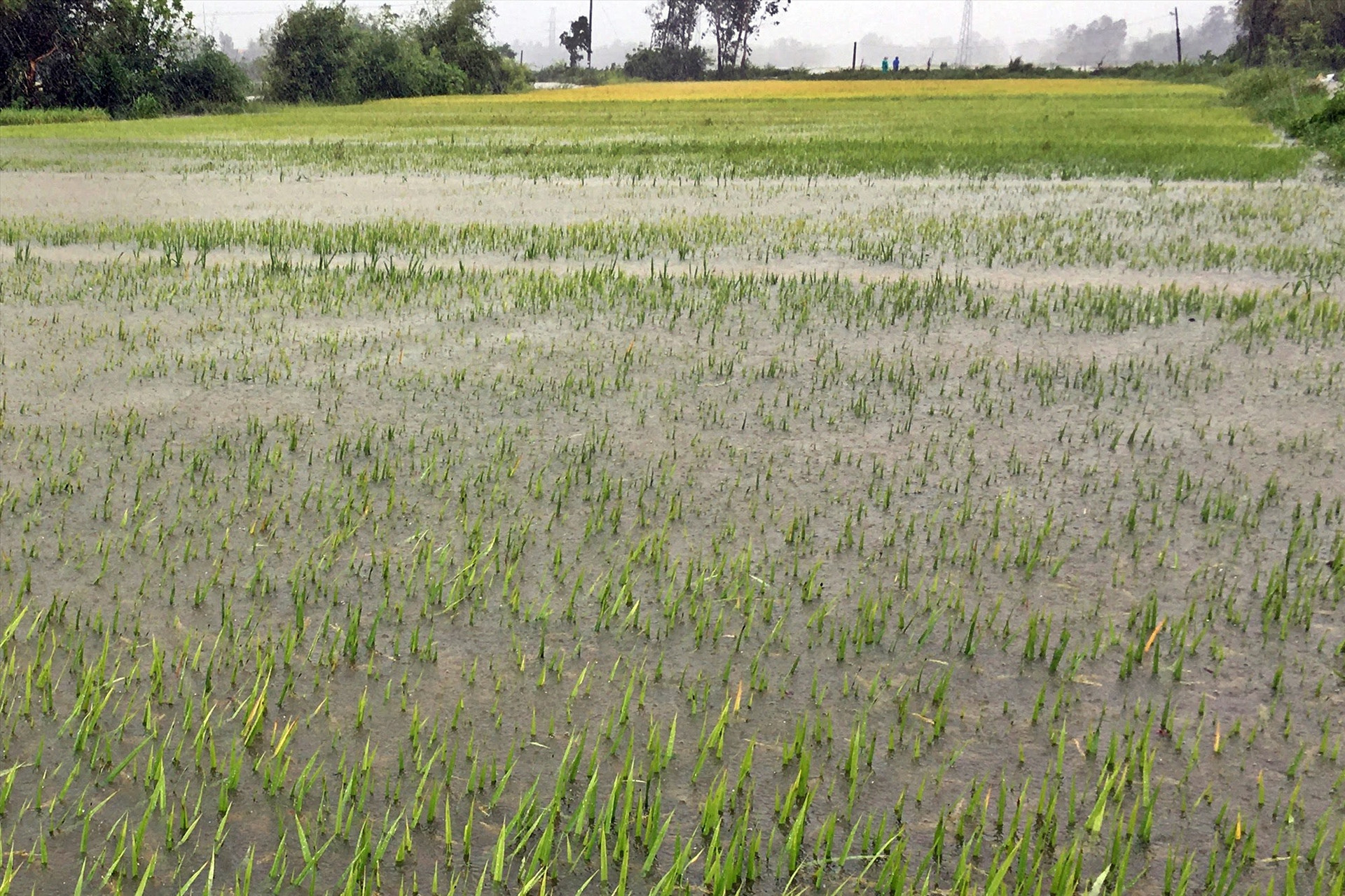 Mưa to đã khiến gần 300ha lúa ở pHú Ninh bị ngập, 150ha có nguy cơ mất trắng. Ảnh: Đ.C