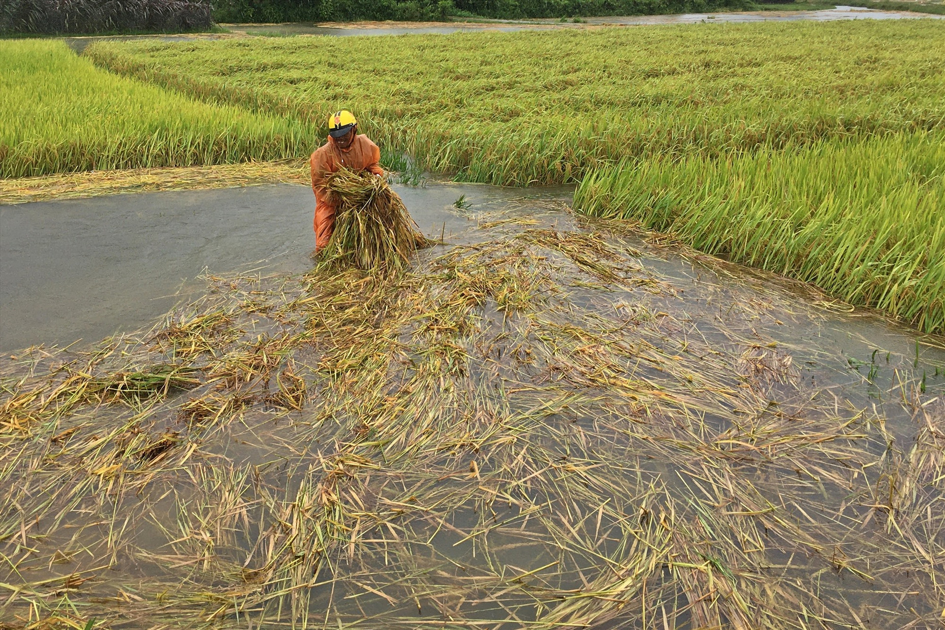 Nông dân Trần Văn Phấn đội mưa để bảo vệ các ruộng lúa. Ảnh: Đ.C
