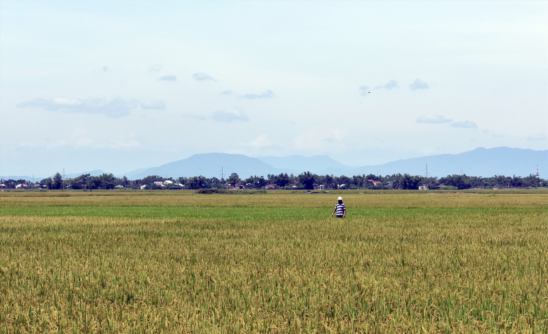 Khoảng 41,5 nghìn ha lúa của tỉnh bị ảnh hưởng do phân tăng giá