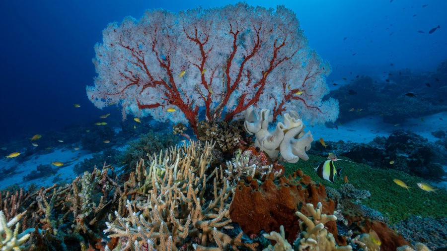 Biến đổi khí hậu, đô thị hoa đe dọa đến sự sống của nhiều khu vực san hô trên thế giới. Ảnh: Gettyimage