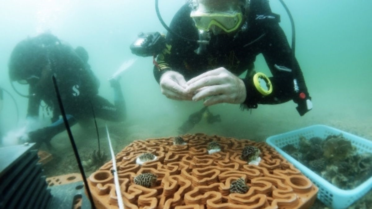 Các nhà nghiên cứu đại học Hồng Kông lắp đặt thiết kế theo công nghệ 3D để tái tạo các rạn san hô. Ảnh: Gettyimage