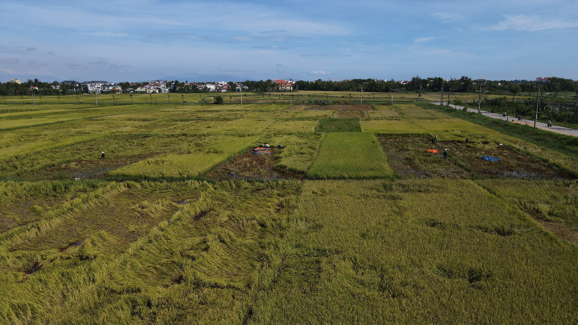 Hàng chục ha lúa của người dân tại cánh đồng Mẫu (xã Cẩm Thanh, Hội An) bị ngã đổ và bắt đầu lên mầm non sau những ngày ngâm nước do mưa lũ.