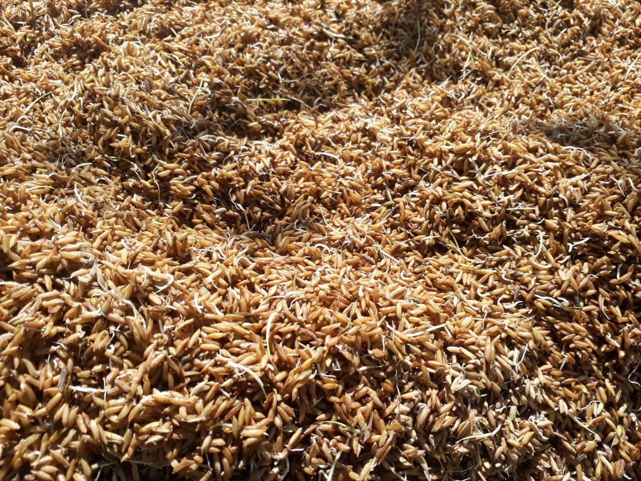 Hầu hết lúa sau khi tuốt đều nẩy mầm, không thể xoay gạo nấu cơm.