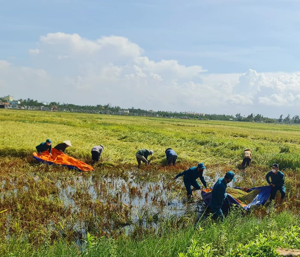 Sáng sớm, nông dân (thôn Võng Nhi, Thanh Nhứt, xã Cẩm Thanh)  đa lội nước dùng liềm để cắt từng khóm lúa bị ngã đổ tại cánh đồng Mẫu.