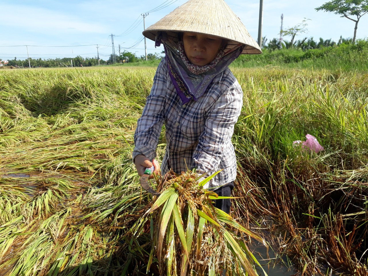 Bà Lê Thị Quy (thôn Võng Nhi, xã Cẩm Thanh) đang thu hoạch lúa tại cánh đồng Mẫu cho biết, lúa bị ngã ngã trước bão số 5 và ngâm nước hơn 20 ngày qua, bắt đầu lên mầm nên chỉ gặt về cho gia cầm ăn hoặc xoay bột nuôi gia súc.