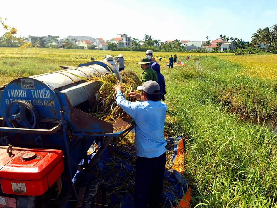 Máy tuốt lúa miễn phí của xã Cẩm Thanh được huy động hỗ trợ tối đa cho người dân hàng ngày.