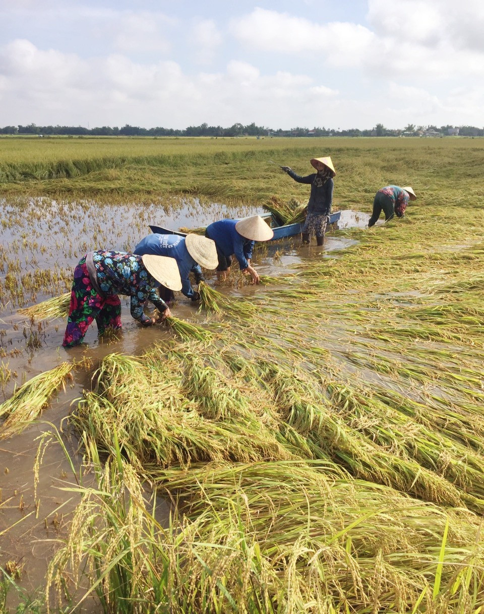 Trong 2 ngày qua, nông dân nhiều địa phương của tỉnh khẩn trương thu hoạch lúa bị ngã đổ và ngập úng nhằm hạn chế thiệt hại.   Ảnh: N.P
