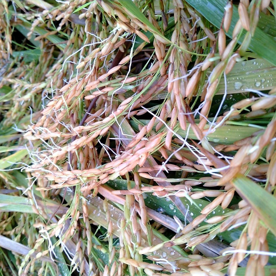 Khảo sát cho thấy, nhiều ruộng lúa bị ngập úng nặng xảy ra tình trạng hạt nẩy mầm ngay trên cây.   Ảnh: N.P