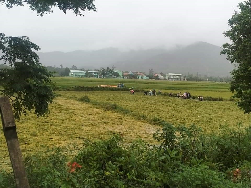 Một cánh đồng ở Đại Lộc bị ảnh hưởng nặng do mưa lớn. Ảnh: H.L