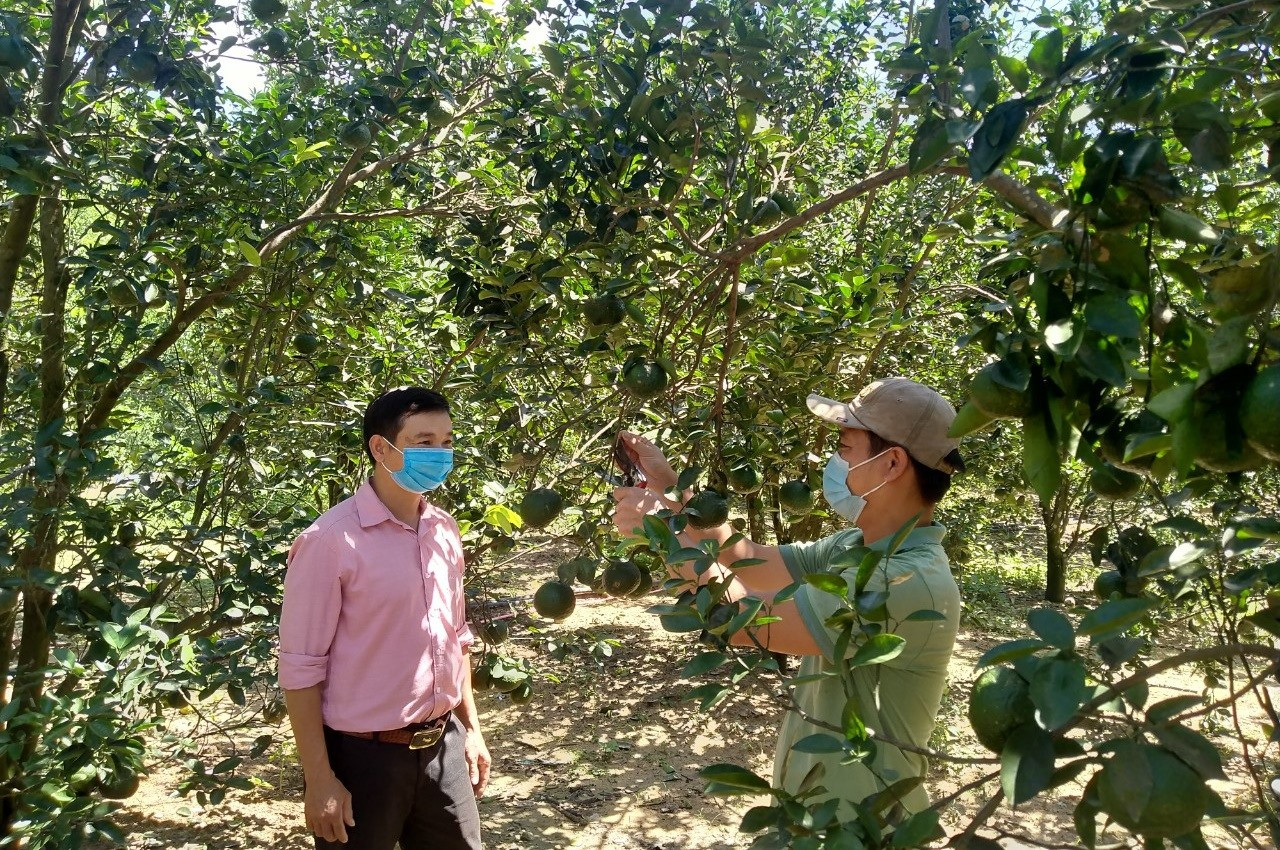 Vườn cam sành của gia đình anh Nguyễn Quảng Hiệp chuẩn bị cho thu hoạch. Ảnh: N.Đ