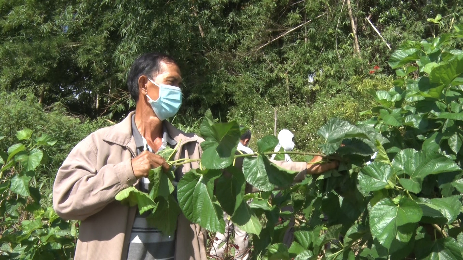 Giống dâu mới S7-CB được trồng thử nghiệm tại thôn Đại Bình (xã Quế Trung, Nông Sơn) đạt năng suất hơn 25 tấn/ha. Ảnh: LÊ THÔNG
