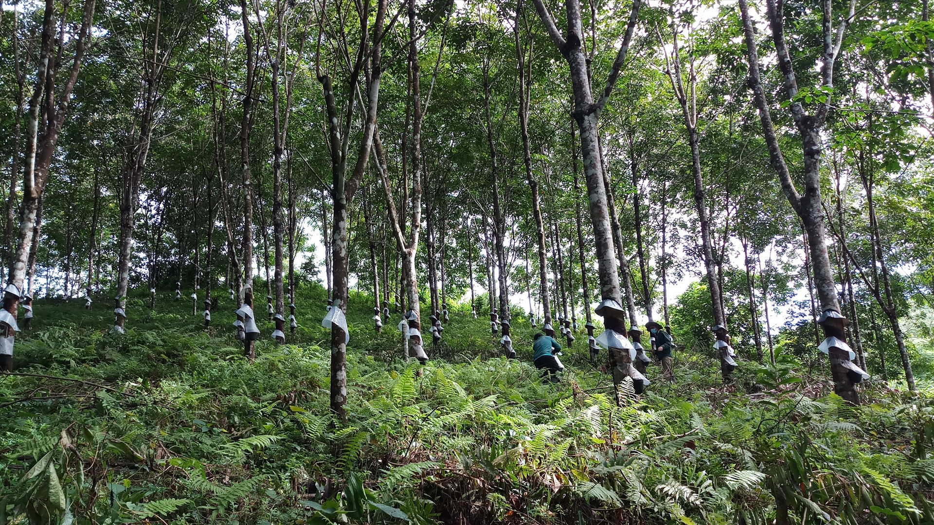 Vườn cây cao su ở Nam Giang đang phát triển tốt. Ảnh: A.N