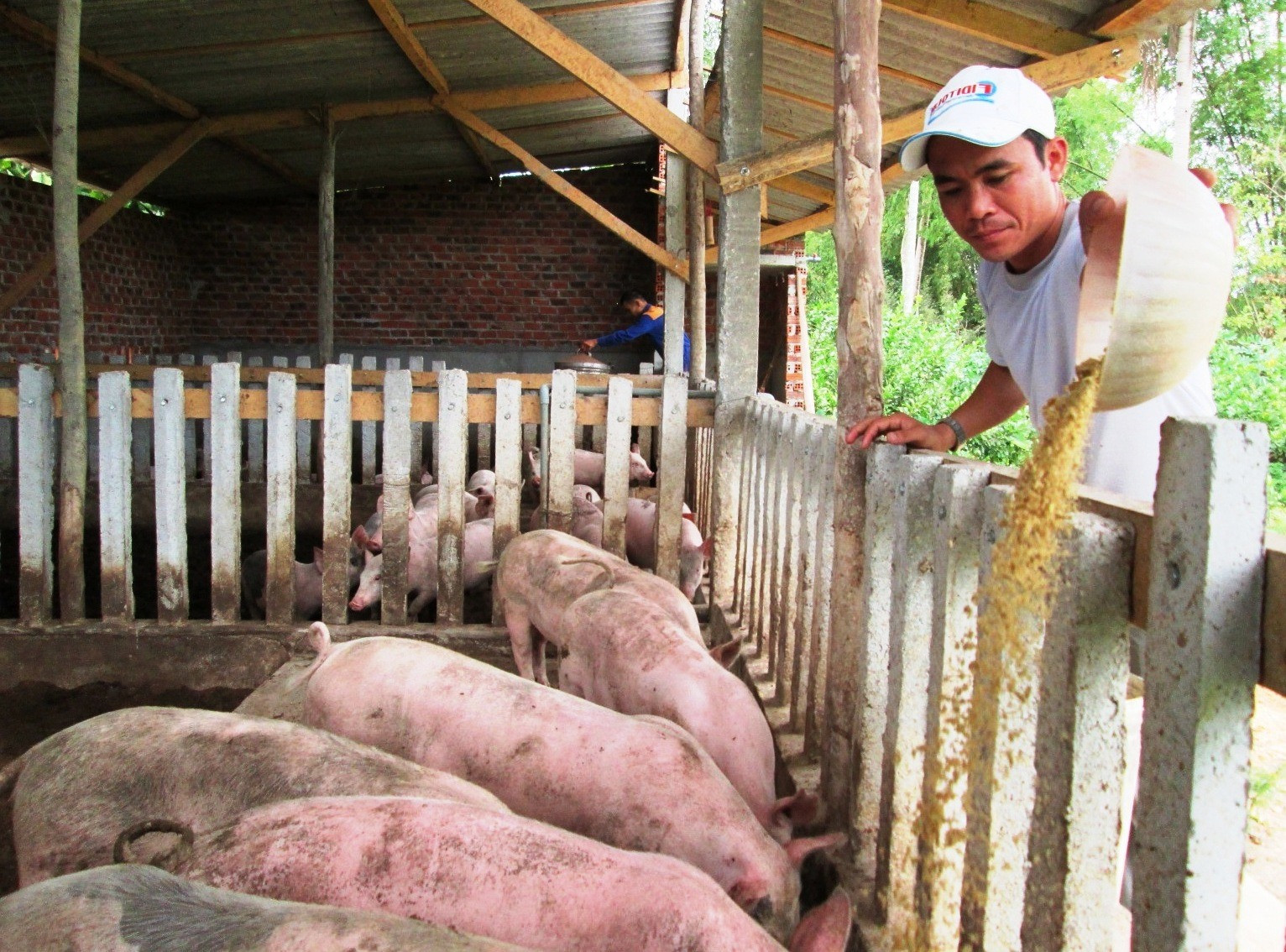 Hiện nay, phần lớn người dân gặp khó khăn về nguồn vốn đầu tư phát triển mô hình kinh tế trang trại. Ảnh: N.S