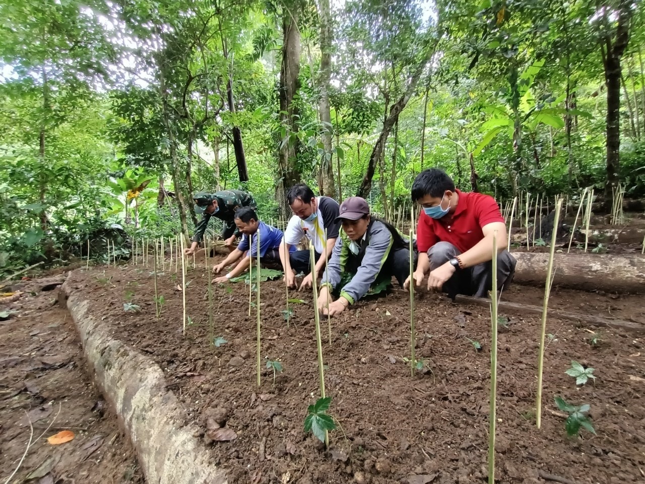 Ngoc Linh ginseng seedling planted in Tay Giang