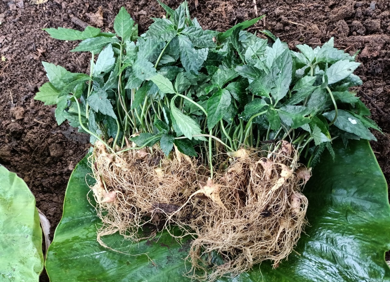 Ngoc Linh ginseng seedlings