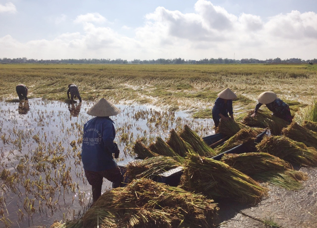 Nông dân nhiều địa phương khẩn trương thu hoạch những ruộng lúa còn lại để hạn chế thiệt hại do mưa gió và ngập úng gây ra.     Ảnh: V.S