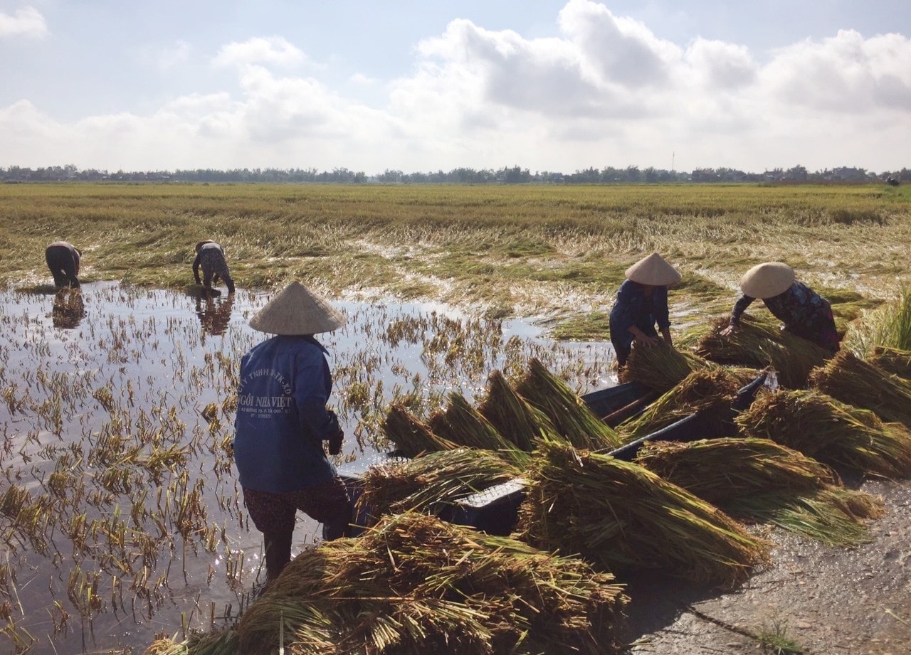 Nông dân nhiều địa phương khẩn trương thu hoạch những ruộng lúa còn lại để hạn chế thiệt hại do mưa gió và ngập úng gây ra.     Ảnh: V.S