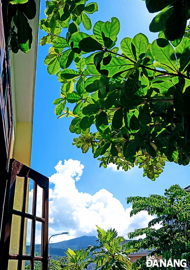Cây bàng đã vượt qua giông bão để lớn lên, tỏa xanh những niềm tin về sự sống mỗi ngày. Ảnh: N.T