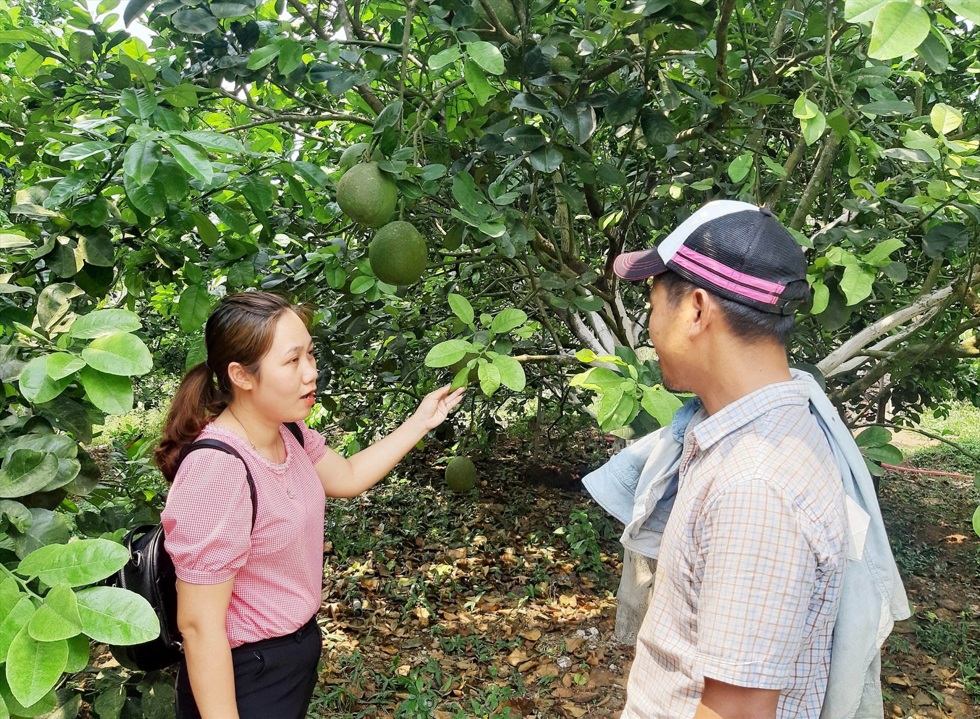 Những năm qua, việc phát triển mạnh mô hình kinh tế vườn không chỉ tạo điểm nhấn cho cảnh quan nông thôn mà còn giúp nhiều hộ dân ở Hiệp Đức có nguồn thu nhập đáng kể. Ảnh: N.Đ