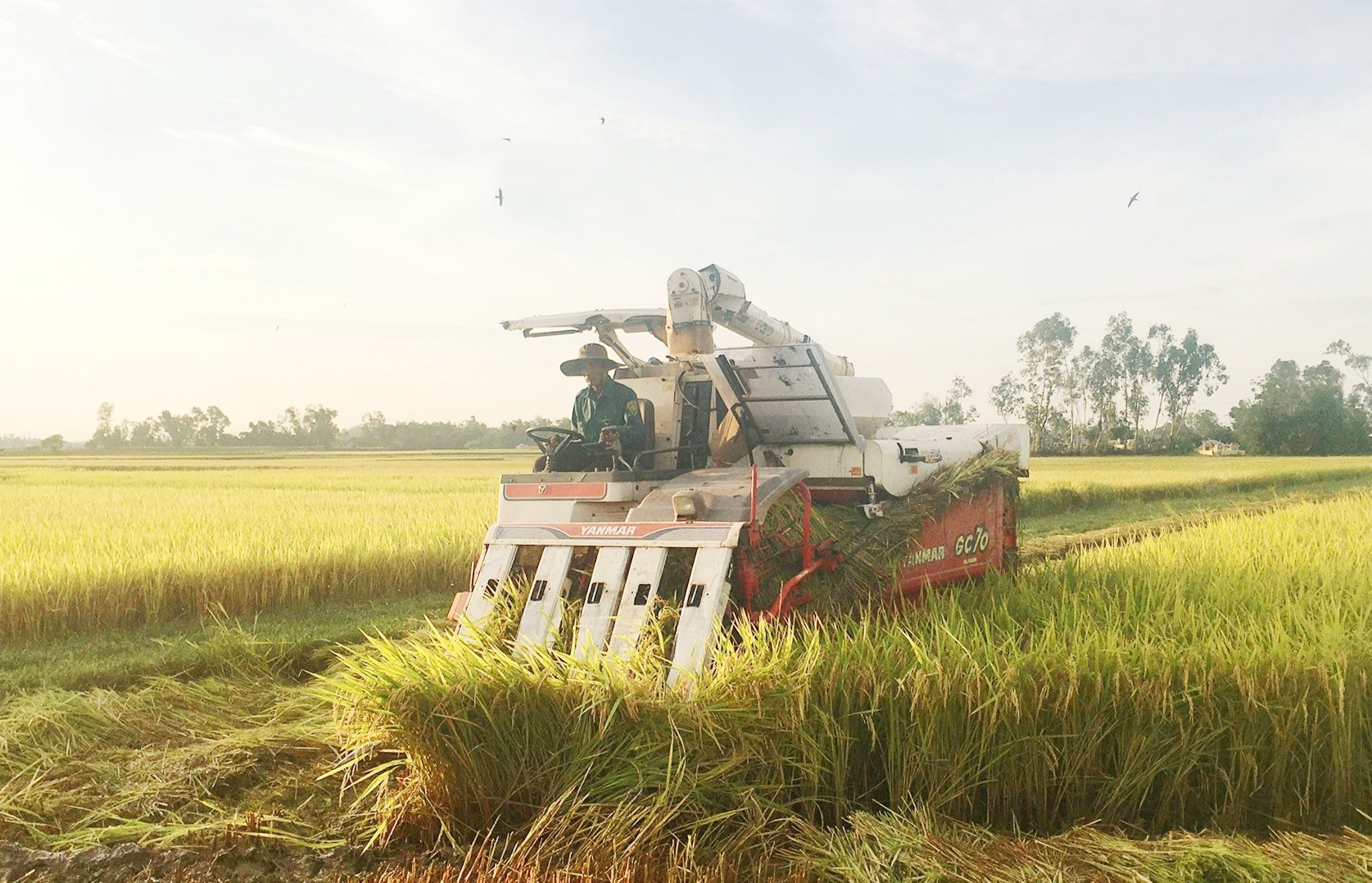 Những năm qua, Phú Ninh hình thành nhiều chuỗi liên kết sản xuất lúa giống hàng hóa nhằm giúp nông dân ổn định đầu ra sản phẩm và nâng cao giá trị kinh tế. Ảnh: C.L