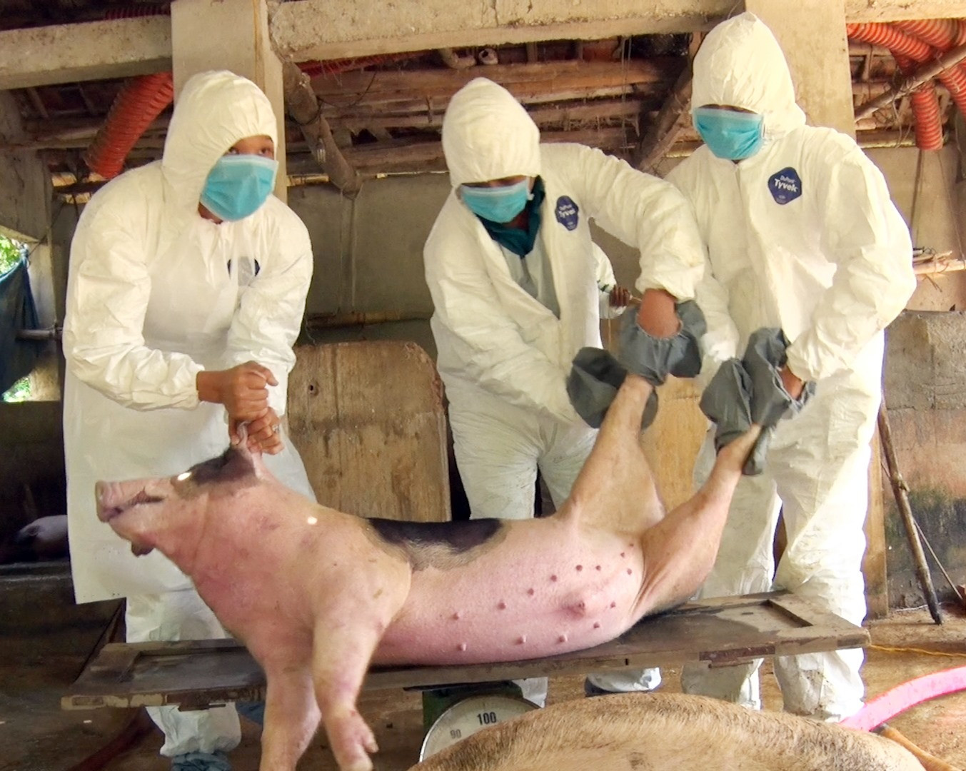 Hơn 2 năm qua, bệnh dịch tả lợn châu Phi khiến người chăn nuôi heo trên địa bàn tỉnh bị thiệt hại nghiêm trọng. Ảnh: S.A