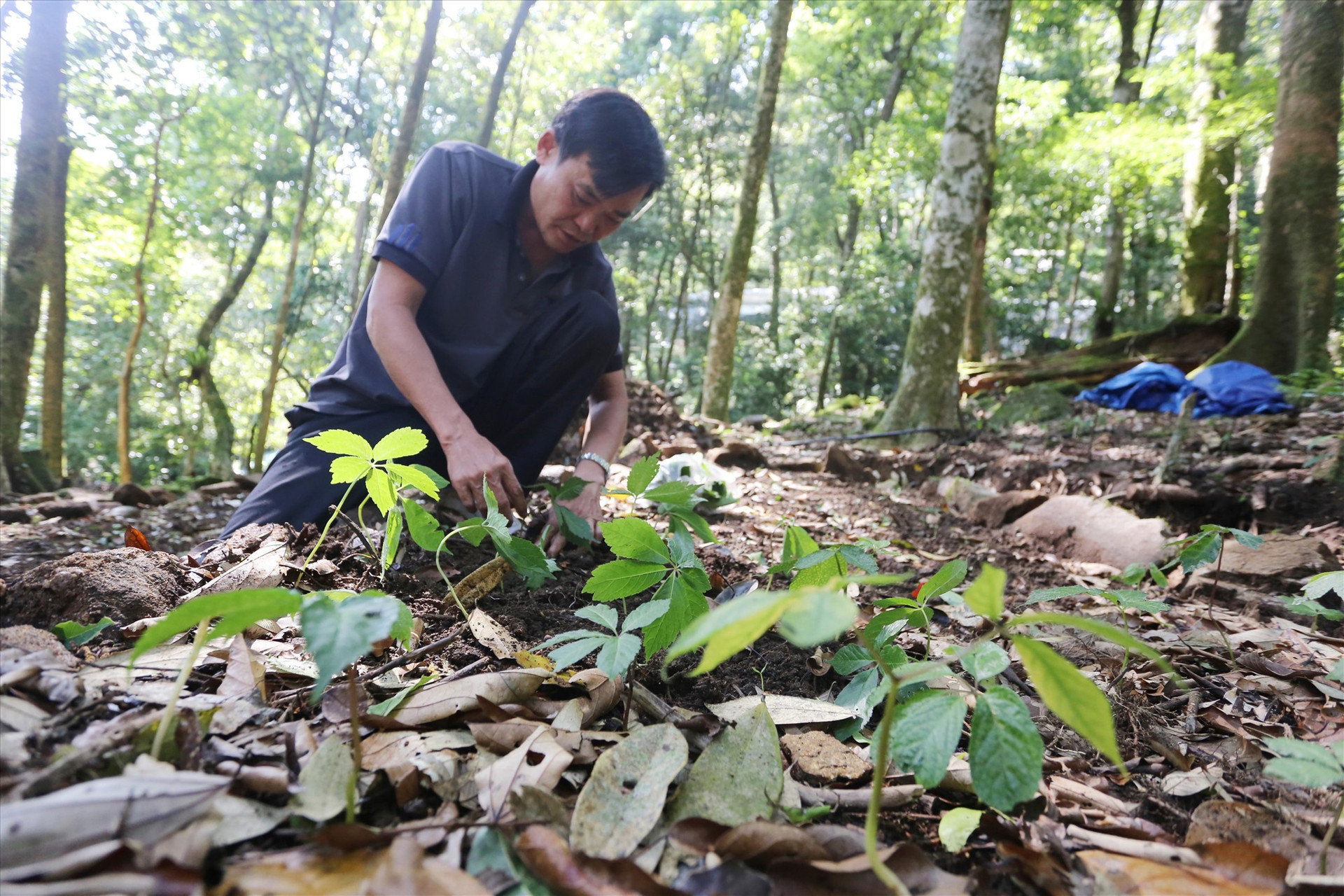 Ông Lê Thanh Ân (thôn 2, xã Trà Linh) trồng những cây sâm Ngọc Linh hai năm tuổi lên luống đất mùn nằm dưới tán rừng