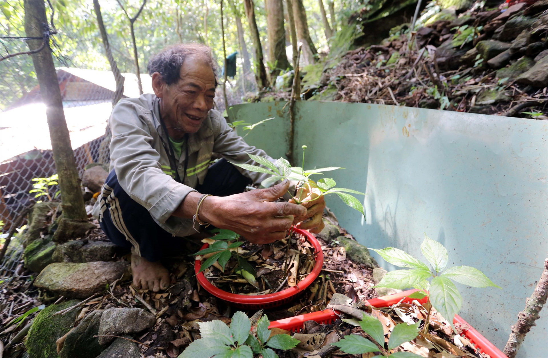 Ông Định Văn Thà (thôn 2, xã Trà Linh) với cây sâm hơn 5 tuổi trồng trong rổ nhựa đang cho hoa.