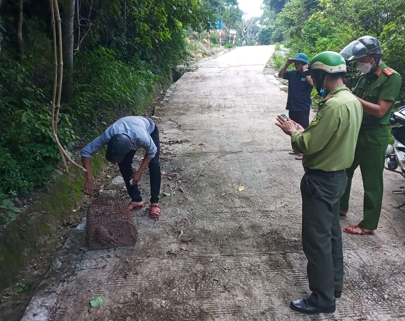 Lực lượng chức năng tổ chức thả con tê tê về rừng Cù Lao Chàm vào sáng nay. Ảnh: V.V