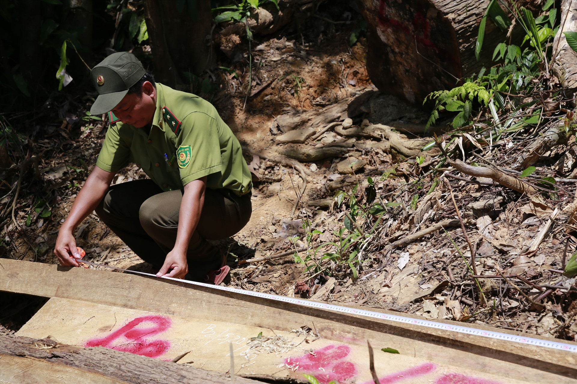 Cơ quan chức năng kiểm đếm, đo đạc số cây gỗ bị chặt hạ. Ảnh: T.C