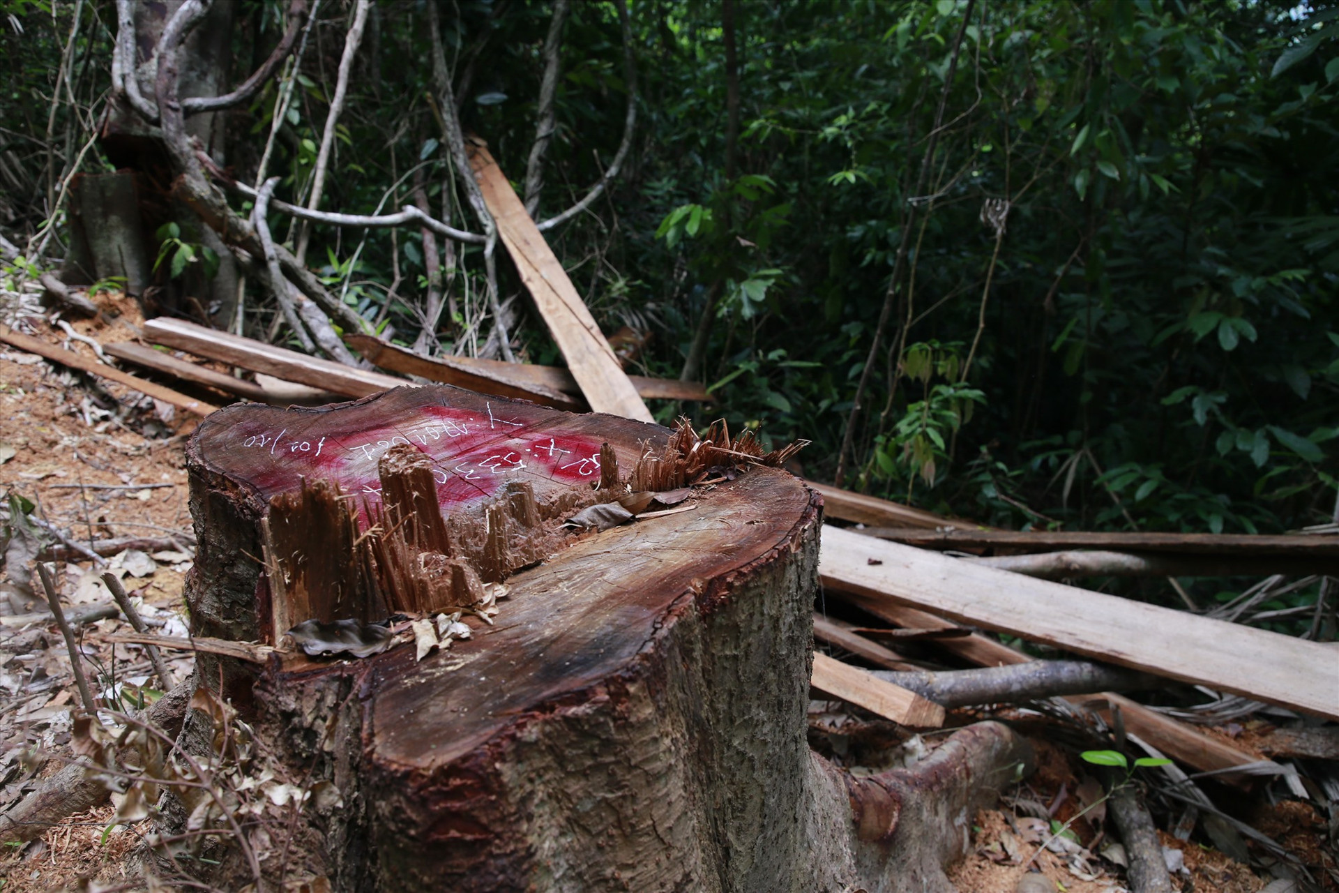 Có tổng cộng 15 cây gỗ bị chặt hạ tại hai tiểu khu 738 và 742, xã Trà Bui (Bắc Trà My). Ảnh: T.C