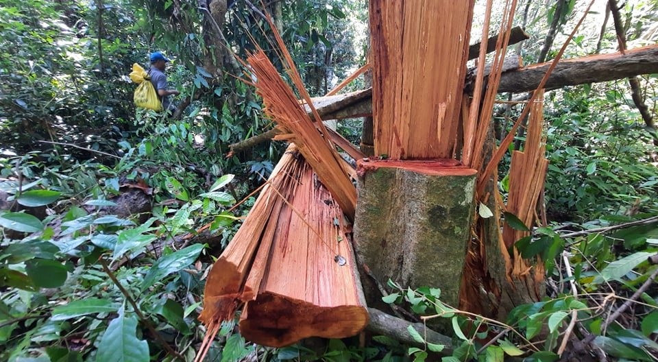 Vụ phá rừng phòng hộ tại tiểu khu 738 thuộc địa phận thôn 5 xã Trà Bui (Bắc Trà My) khiến dư luận bức xúc. Ảnh: L.V