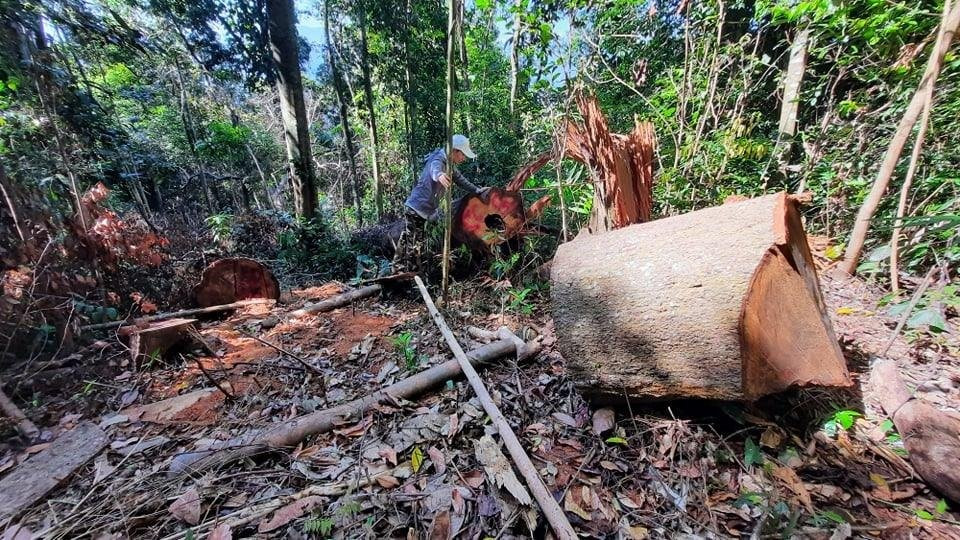 Ban Thường vụ Tỉnh ủy chỉ đạo làm rõ, xử lý thật nghiêm vụ phá rừng phòng hộ tại xã Trà Bui (Bắc Trà My). Ảnh: N.Đ