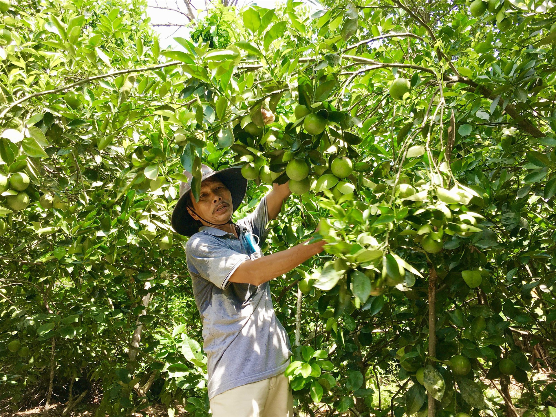 Nhờ áp dụng công nghệ tưới tiết kiệm nên vườn cây ăn quả của ông Nguyễn Quang Khánh (thôn Đại Bình, xã Quế Trung) cho hiệu quả kinh tế cao. Ảnh: LÊ THÔNG