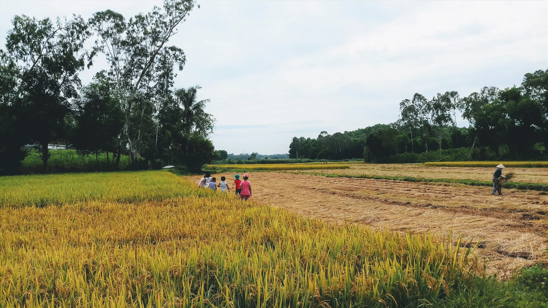 Rất nhiều diện tích lúa của người dân chưa được thu hoạch trước đợt áp thấp nhiệt đới và mưa lũ. Ảnh: Đ.N