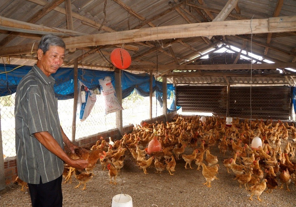 Sản xuất nông nghiệp ở huyện Thăng Bình thu được kết quả khá cao trong thời gian qua. Ảnh: Q.VIỆT
