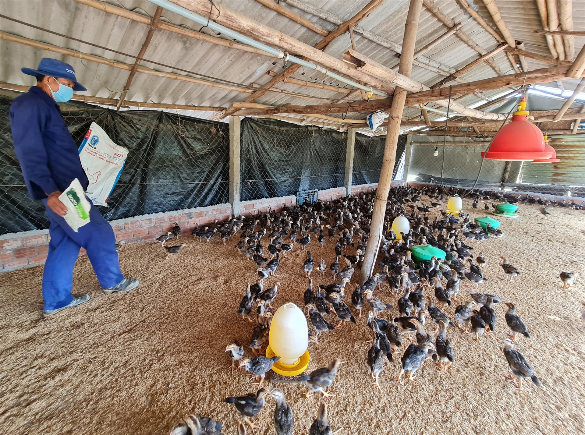 Ông Bùi Việt Tín (thôn Mỹ Cang, xã Tam Thăng, Tam Kỳ) đầu tư nuôi 15.000 con gà cung ứng thị trường cuối năm, dịp tết. Ảnh: VIỆT NGUYỄN